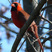 Northern Cardinal